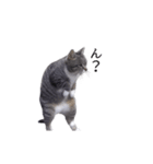 動く！ステップにゃんこ（個別スタンプ：22）