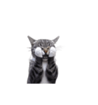 動く！ステップにゃんこ（個別スタンプ：23）