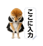 メイドになった柴犬メッセージスタンプ（個別スタンプ：1）