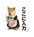 メイドになった柴犬メッセージスタンプ（個別スタンプ：6）