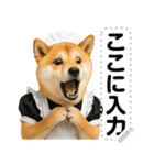 メイドになった柴犬メッセージスタンプ（個別スタンプ：7）