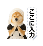 メイドになった柴犬メッセージスタンプ（個別スタンプ：10）