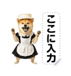 メイドになった柴犬メッセージスタンプ（個別スタンプ：12）