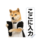 メイドになった柴犬メッセージスタンプ（個別スタンプ：14）