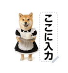 メイドになった柴犬メッセージスタンプ（個別スタンプ：18）
