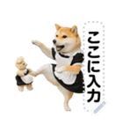 メイドになった柴犬メッセージスタンプ（個別スタンプ：19）