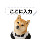 メイドになった柴犬メッセージスタンプ（個別スタンプ：22）