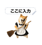 メイドになった柴犬メッセージスタンプ（個別スタンプ：24）