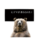 毎日使えるヒグマのスタンプ【熊・クマ】（個別スタンプ：1）
