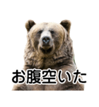 毎日使えるヒグマのスタンプ【熊・クマ】（個別スタンプ：5）