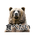 毎日使えるヒグマのスタンプ【熊・クマ】（個別スタンプ：8）