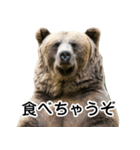 毎日使えるヒグマのスタンプ【熊・クマ】（個別スタンプ：9）