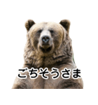 毎日使えるヒグマのスタンプ【熊・クマ】（個別スタンプ：10）