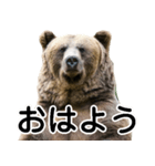 毎日使えるヒグマのスタンプ【熊・クマ】（個別スタンプ：11）