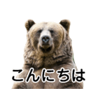 毎日使えるヒグマのスタンプ【熊・クマ】（個別スタンプ：12）