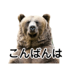 毎日使えるヒグマのスタンプ【熊・クマ】（個別スタンプ：13）