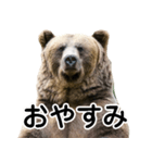 毎日使えるヒグマのスタンプ【熊・クマ】（個別スタンプ：14）