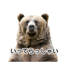 毎日使えるヒグマのスタンプ【熊・クマ】（個別スタンプ：17）