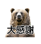 毎日使えるヒグマのスタンプ【熊・クマ】（個別スタンプ：18）