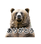 毎日使えるヒグマのスタンプ【熊・クマ】（個別スタンプ：20）