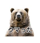 毎日使えるヒグマのスタンプ【熊・クマ】（個別スタンプ：21）