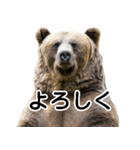 毎日使えるヒグマのスタンプ【熊・クマ】（個別スタンプ：22）