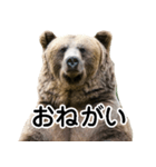 毎日使えるヒグマのスタンプ【熊・クマ】（個別スタンプ：23）
