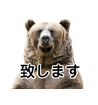 毎日使えるヒグマのスタンプ【熊・クマ】（個別スタンプ：24）