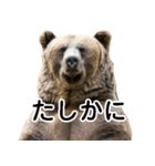 毎日使えるヒグマのスタンプ【熊・クマ】（個別スタンプ：25）