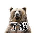 毎日使えるヒグマのスタンプ【熊・クマ】（個別スタンプ：26）