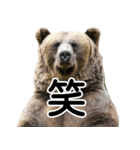 毎日使えるヒグマのスタンプ【熊・クマ】（個別スタンプ：31）