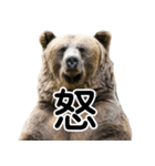 毎日使えるヒグマのスタンプ【熊・クマ】（個別スタンプ：32）