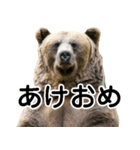 毎日使えるヒグマのスタンプ【熊・クマ】（個別スタンプ：37）