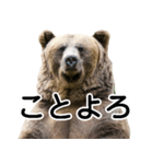 毎日使えるヒグマのスタンプ【熊・クマ】（個別スタンプ：38）