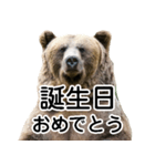 毎日使えるヒグマのスタンプ【熊・クマ】（個別スタンプ：39）