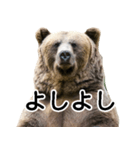 毎日使えるヒグマのスタンプ【熊・クマ】（個別スタンプ：40）