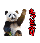 徳島阿波弁☆パンダ（個別スタンプ：1）