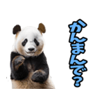 徳島阿波弁☆パンダ（個別スタンプ：3）