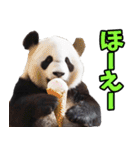 徳島阿波弁☆パンダ（個別スタンプ：4）