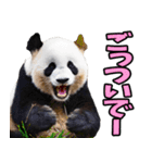 徳島阿波弁☆パンダ（個別スタンプ：5）