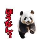 徳島阿波弁☆パンダ（個別スタンプ：6）