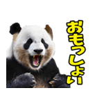 徳島阿波弁☆パンダ（個別スタンプ：7）
