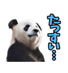 徳島阿波弁☆パンダ（個別スタンプ：8）