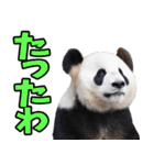 徳島阿波弁☆パンダ（個別スタンプ：10）