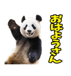 徳島阿波弁☆パンダ（個別スタンプ：11）