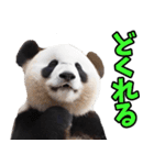 徳島阿波弁☆パンダ（個別スタンプ：12）
