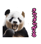 徳島阿波弁☆パンダ（個別スタンプ：13）