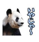 徳島阿波弁☆パンダ（個別スタンプ：14）