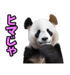徳島阿波弁☆パンダ（個別スタンプ：16）