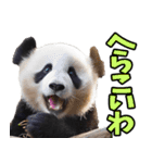 徳島阿波弁☆パンダ（個別スタンプ：20）